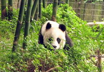 成都巨美美容美發學校周邊景區